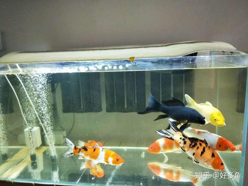 十大最好養(yǎng)的熱帶魚(yú)