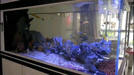 銀龍魚爛身病圖片（銀龍魚爛身病圖片高清）