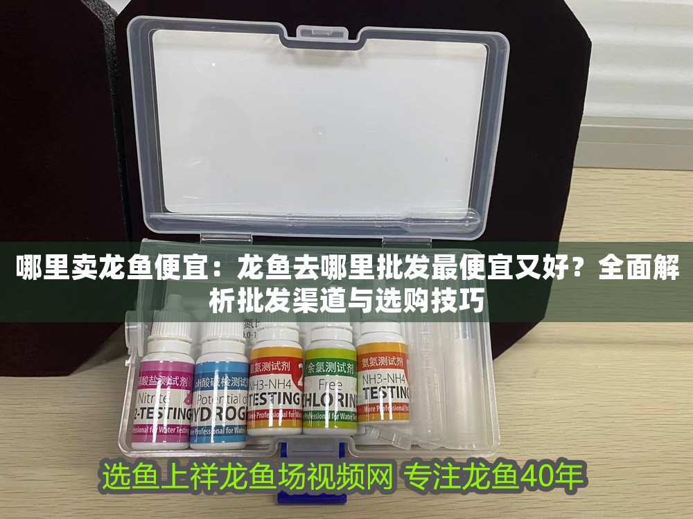 哪里賣龍魚便宜：龍魚去哪里批發最便宜又好？全面解析批發渠道與選購技巧