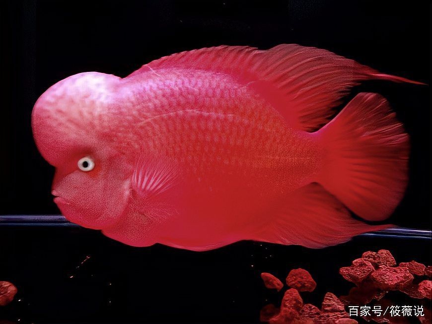 地圖魚兇還是招財魚兇