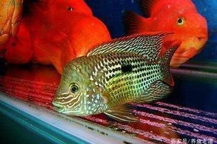 地圖魚兇還是招財魚兇