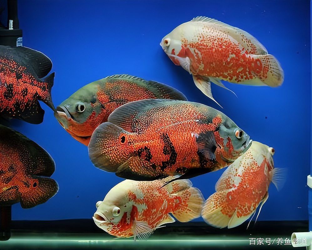 地圖魚兇還是招財魚兇