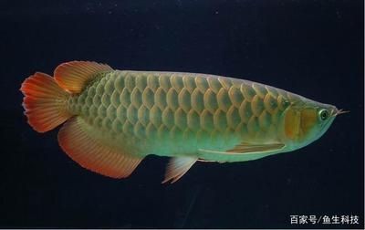 龍魚品相鑒別：如何判斷龍魚的品相