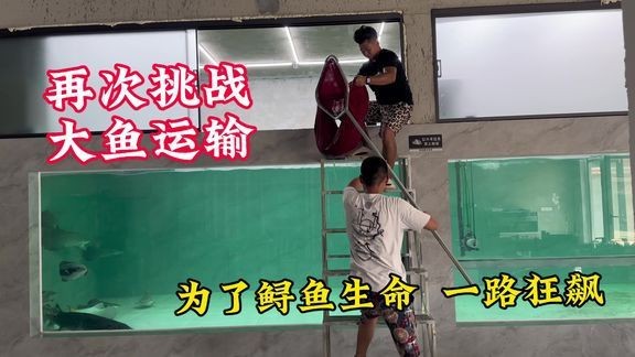 愛養魚的龍龍最新視頻