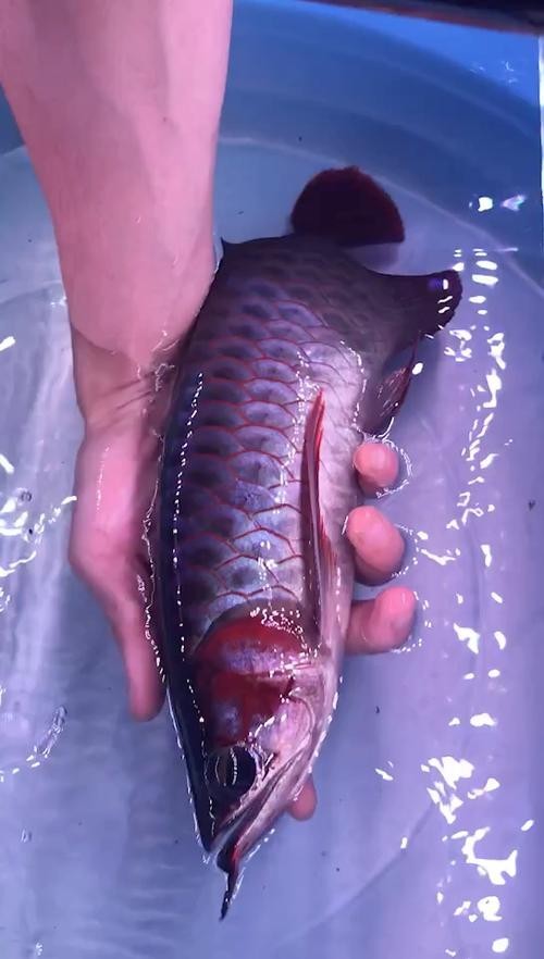 紅龍魚級別 紅龍魚級別 2025長城杯龍魚大賽 第7張