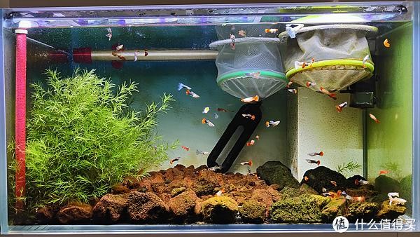 銀龍魚白點病挺嚴重的我加溫300度3天了換了2次水 銀龍魚白點病挺嚴重的我加溫300度3天了換了2次水 銀龍魚百科