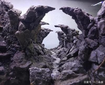 水族造景的藝術與技巧：廣州市荔灣區(qū)魚心水族店&nbsp杜鵑根