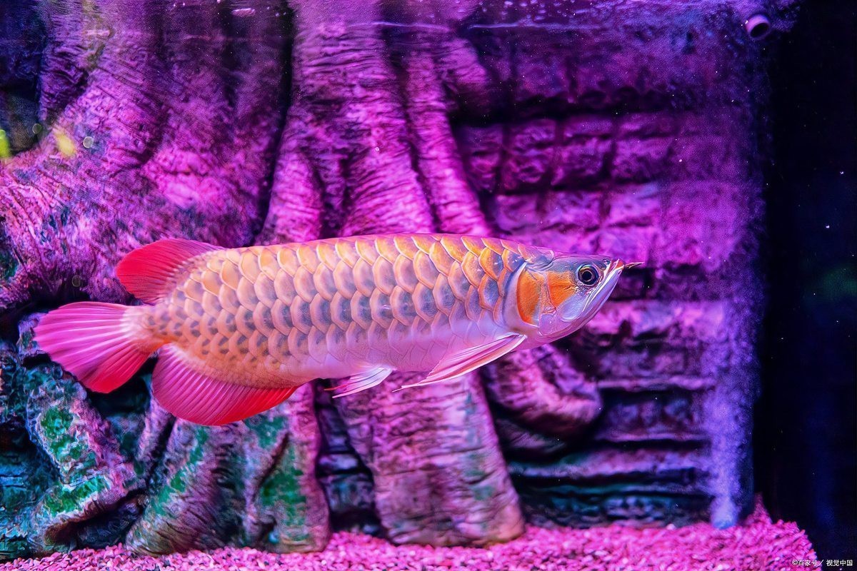 龍魚不亂擺最簡單三個原因 龍魚不亂擺最簡單三個原因 龍魚論壇 第4張