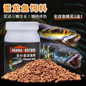 五六厘米的雷龍魚怎么喂飼料：五六厘米的雷龍魚應(yīng)該如何喂飼料