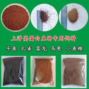 五六厘米的雷龍魚怎么喂飼料：五六厘米的雷龍魚應(yīng)該如何喂飼料