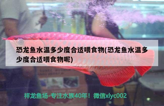 金龍魚為啥撞缸（銀龍魚為什么撞缸）