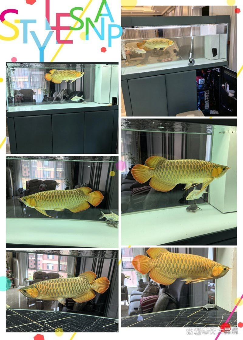 白缸養(yǎng)金龍能金嗎 白缸養(yǎng)金龍能金嗎 龍魚論壇 第9張