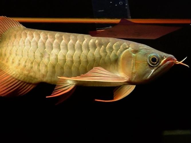 如何判斷安巴旺紅龍魚的品質？