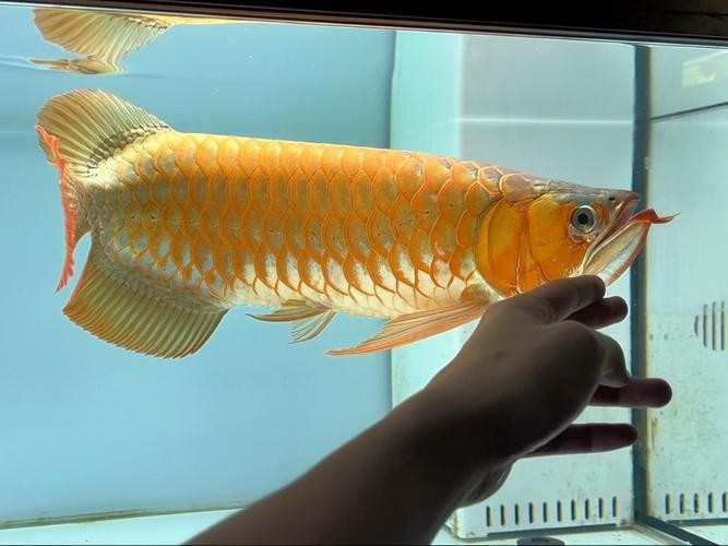 如何判斷安巴旺紅龍魚的品質？