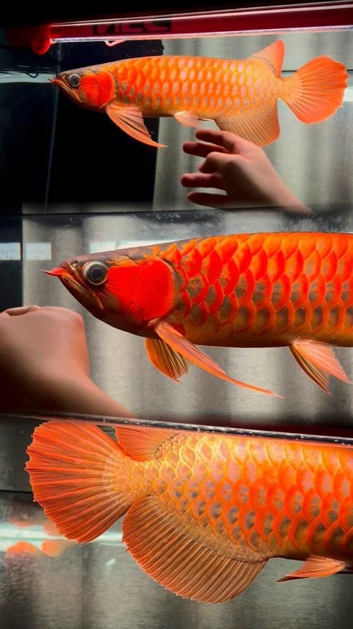 如何判斷安巴旺紅龍魚的品質？