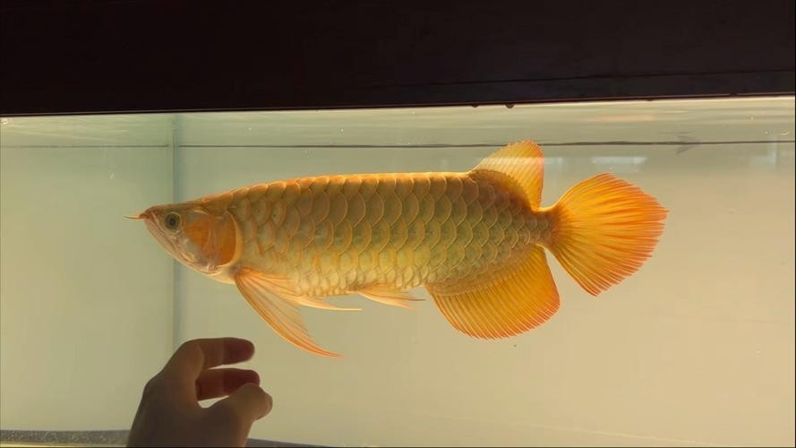 如何判斷安巴旺紅龍魚的品質？