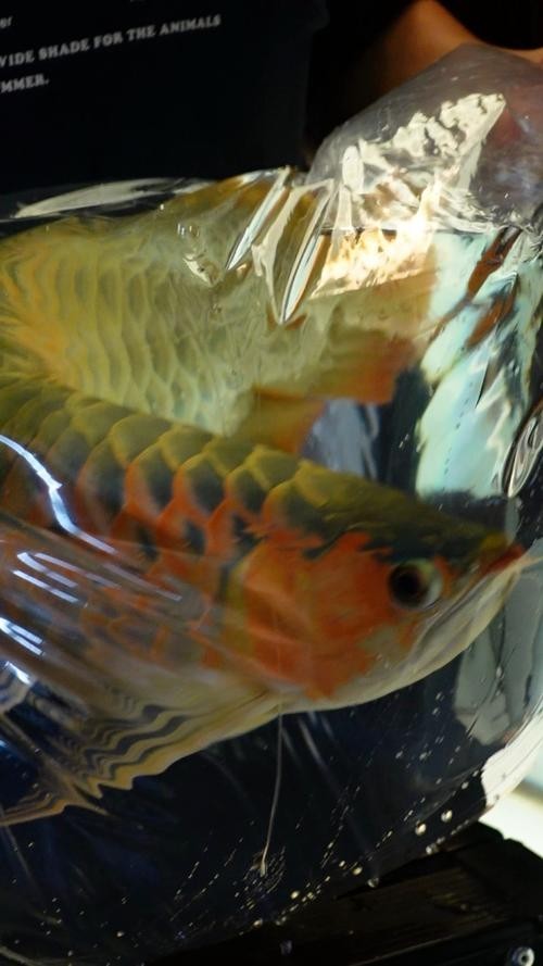 如何判斷安巴旺紅龍魚的品質？