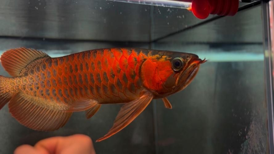 如何判斷安巴旺紅龍魚的品質？