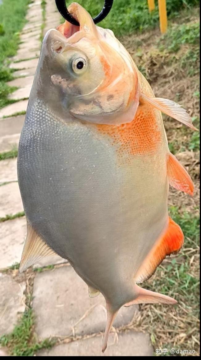 淡水鯧魚在哪個水層