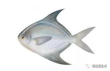 淡水鯧魚在哪個水層