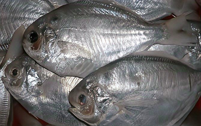 淡水鯧魚在哪個水層