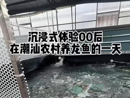 紅龍魚視頻觀賞大全 紅龍魚視頻觀賞大全 2025長城杯龍魚大賽 第3張