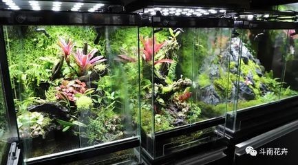 海缸純魚缸造景方法（養魚新手入門指南：海缸與純魚缸的造景方法） 海缸純魚缸造景方法（養魚新手入門指南：海缸與純魚缸的造景方法） 魚缸百科 第1張