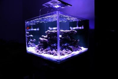 海缸純魚缸造景方法（養魚新手入門指南：海缸與純魚缸的造景方法） 海缸純魚缸造景方法（養魚新手入門指南：海缸與純魚缸的造景方法） 魚缸百科 第4張