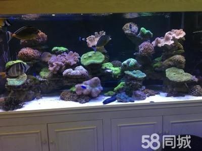 海缸純魚缸造景方法（養魚新手入門指南：海缸與純魚缸的造景方法） 海缸純魚缸造景方法（養魚新手入門指南：海缸與純魚缸的造景方法） 魚缸百科 第3張