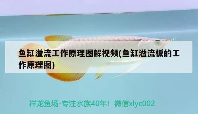 魚缸溢流工作原理圖解視頻(魚缸溢流板的工作原理圖)