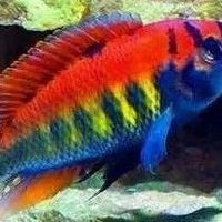 三湖慈鯛能長多大