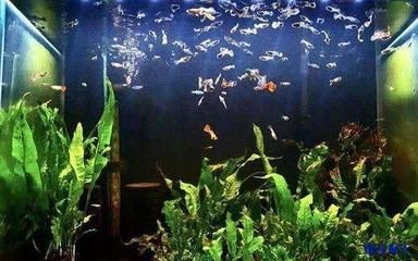 關于魚缸里的魚的描寫作文（我家的魚缸里的魚兒）
