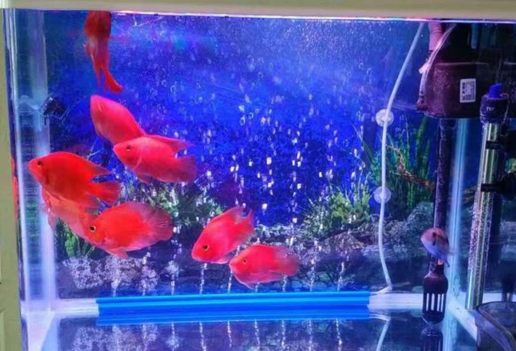 關于魚缸里的魚的描寫作文（我家的魚缸里的魚兒）