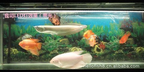 養龍魚的燈光怎么開：養龍魚如何正確使用燈光