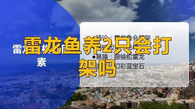 雷龍魚和大鉛筆魚可以混養嗎