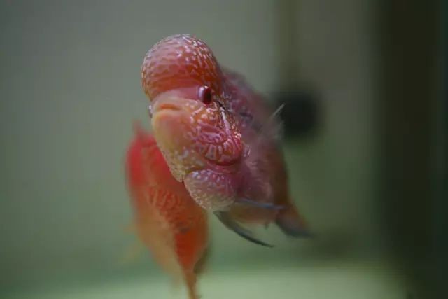 龍魚壓養是什么意思？