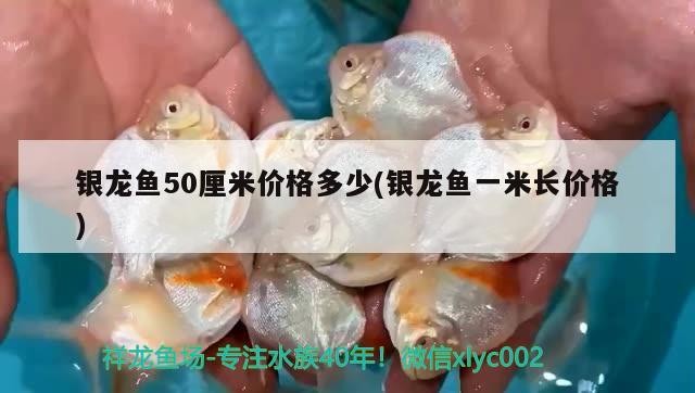 銀龍魚50厘米價格多少(銀龍魚一米長價格) 銀龍魚50厘米價格多少(銀龍魚一米長價格) 銀龍魚百科