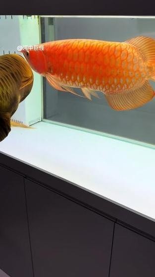 長城杯龍魚冠軍 2025長城杯龍魚大賽 第9張 長城杯龍魚冠軍 長城杯龍魚冠軍 2025長城杯龍魚大賽 第9張