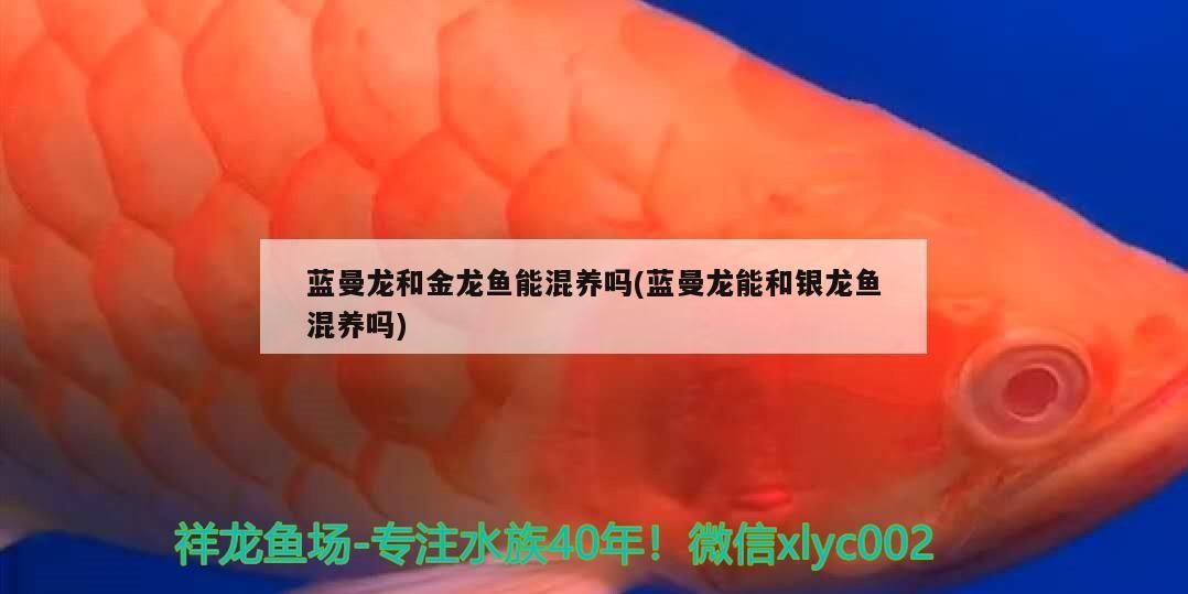 藍曼龍和金龍魚能混養(yǎng)嗎(藍曼龍能和銀龍魚混養(yǎng)嗎)