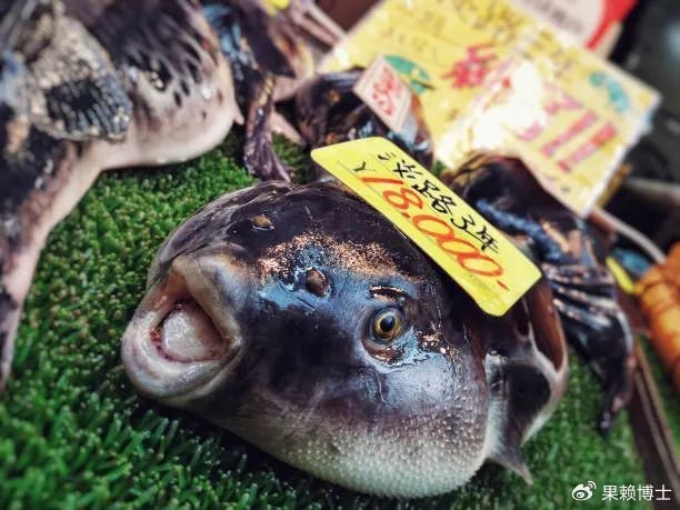 福魚是什么意思 福魚是什么意思 龍魚論壇 第3張