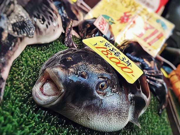 福魚是什么意思 福魚是什么意思 龍魚論壇 第2張