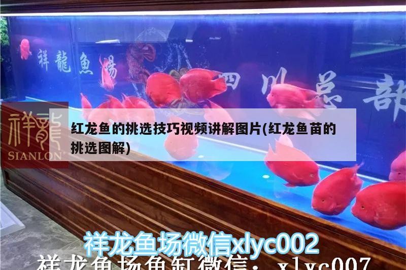 銀龍魚(yú)鱗上長(zhǎng)小疙瘩，銀龍魚(yú)魚(yú)鱗上有白點(diǎn)