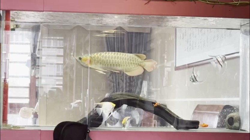 龍魚尾巴