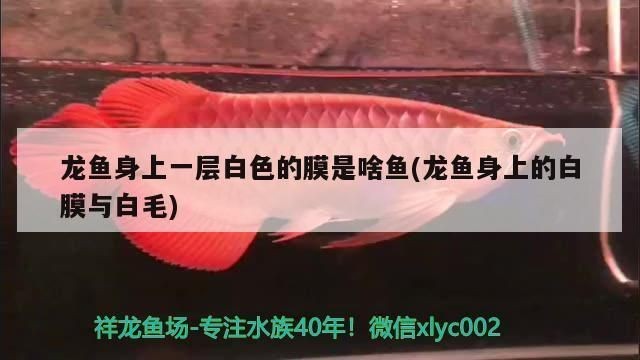 龍魚身上的白膜與白毛一樣嗎：龍魚身上的白膜與白毛并不一樣，處理方法是不一樣的