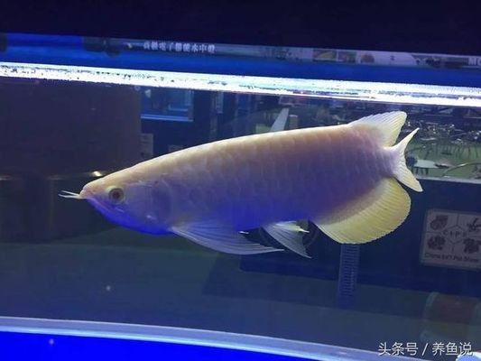 龍魚身上的白膜與白毛一樣嗎：龍魚身上的白膜與白毛并不一樣，處理方法是不一樣的