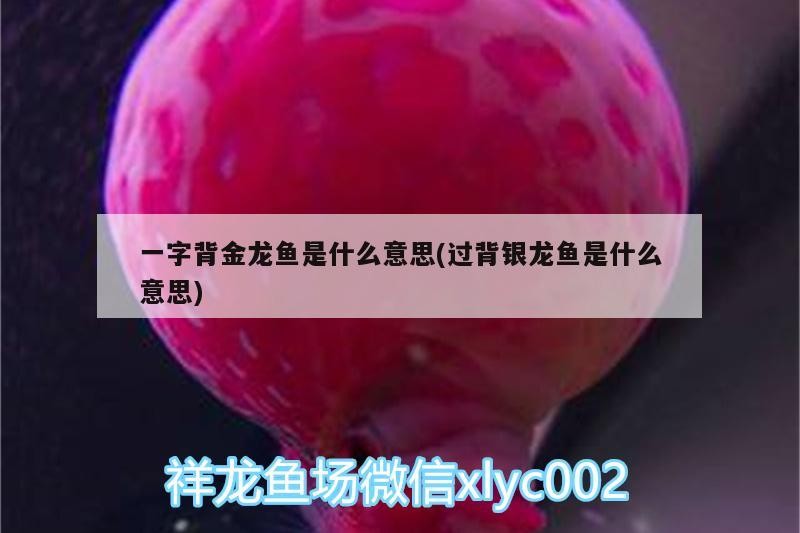 一字背金龍魚是什么意思(過背銀龍魚是什么意思)