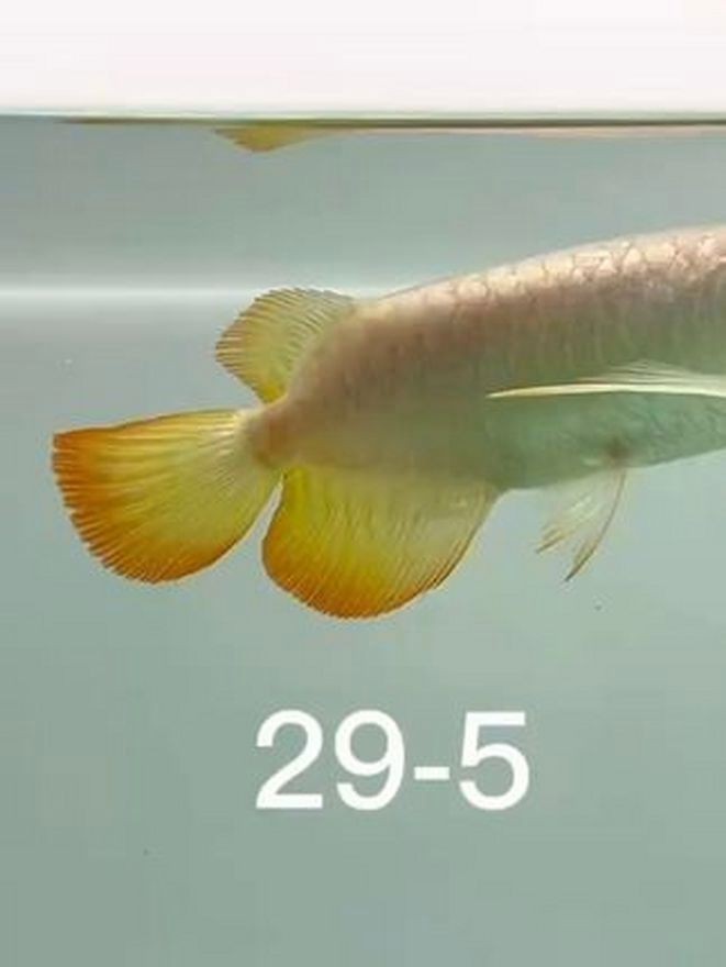 祥龍魚場2233版本有哪些新品種？