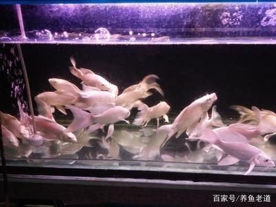 網(wǎng)上買的魚怎么入魚缸的水是自來水呢：將自來水直接倒入魚缸可能會導致水中溶解氧不足