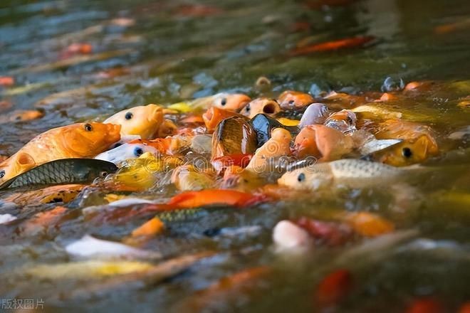 網(wǎng)上買的魚怎么入魚缸的水是自來水呢：將自來水直接倒入魚缸可能會導致水中溶解氧不足