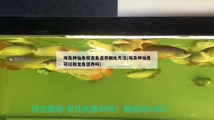 龍魚和埃及神仙混養(yǎng)好嗎：埃及神仙魚適宜的水質(zhì)參數(shù)，如何控制魚缸內(nèi)的水質(zhì)平衡？